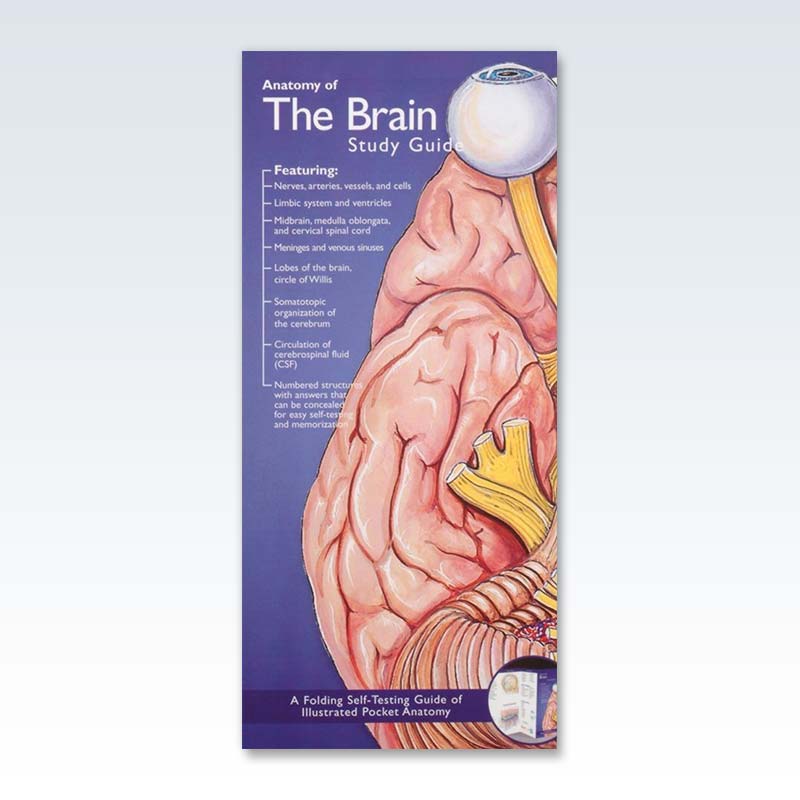 Anatomy of The Brain Study Guide