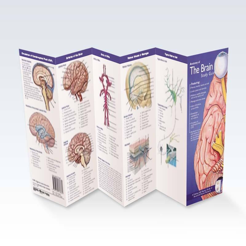 The Brain Study Guide (2E) 4x9 | ClinicalPosters