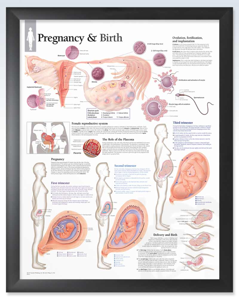 Pregnancy & Birth Female Anatomy Posters – clinicalposters.com
