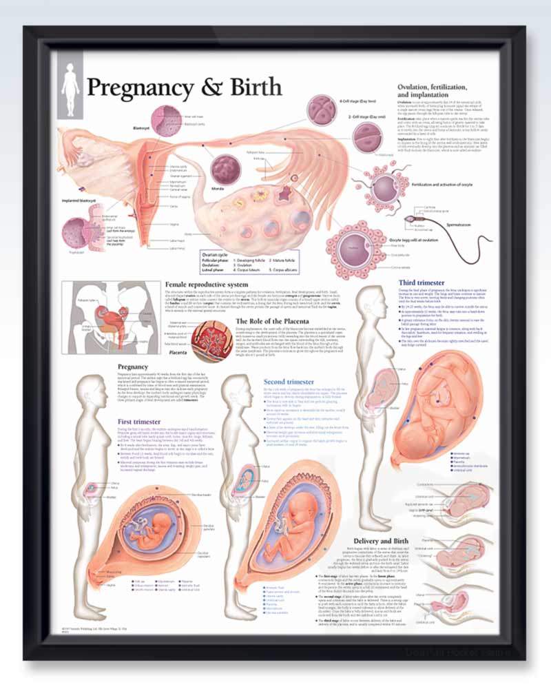 Pregnancy & Birth Female Anatomy Posters – clinicalposters.com