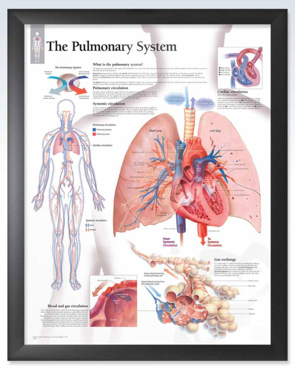 Pulmonary System Exam-Room Anatomy Posters | ClinicalPosters