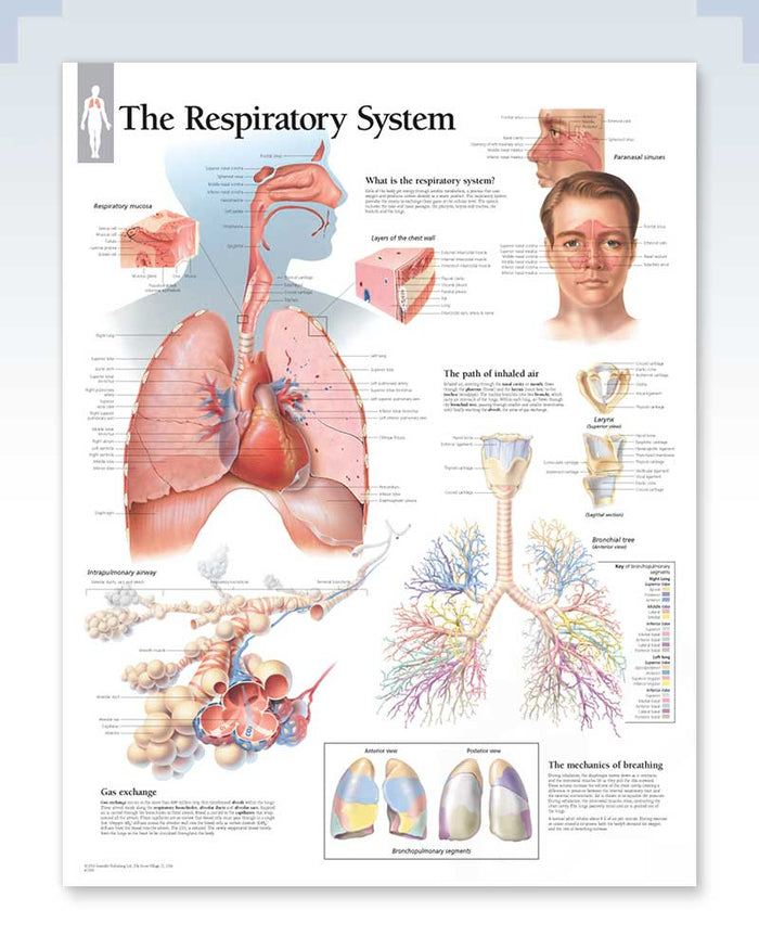 Respiratory System Exam-Room Anatomy Posters | ClinicalPosters