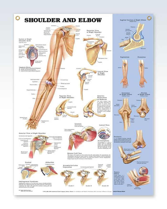 Laminated Shoulder and Elbow Anatomy Posters | ClinicalPosters