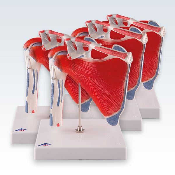 meta-4 Shoulder Joint with Rotator Cuff Models
