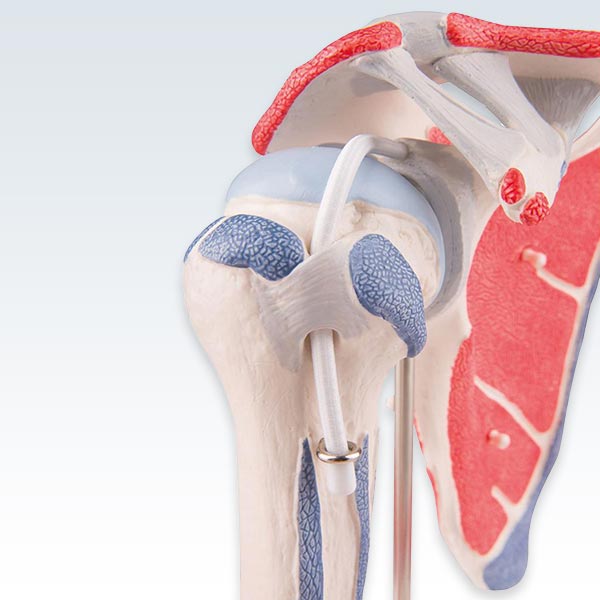 Shoulder Joint with Rotator Cuff Model Detail