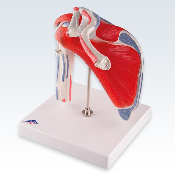 Shoulder Joint with Rotator Cuff Model