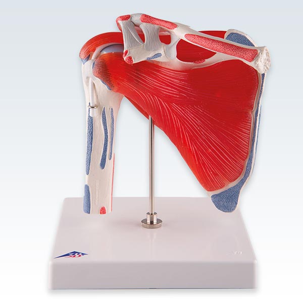 Shoulder Joint with Rotator Cuff Model