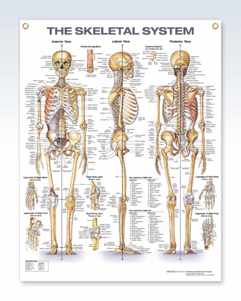 The Skeletal System Exam-Room Anatomy Poster | ClinicalPosters