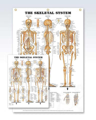 The Skeletal System Enlarged Anatomy Poster | ClinicalPosters