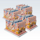 Skin Block 70x Anatomical Model | ClinicalPosters