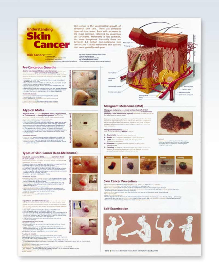 Dermatologists Medical Anatomy Posters – ClinicalPosters