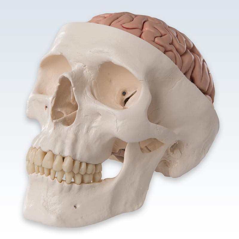 Skull with brain model