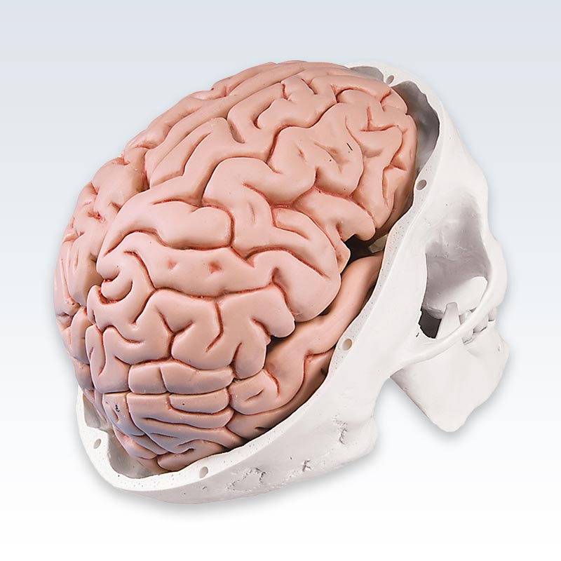 Brain model within skull