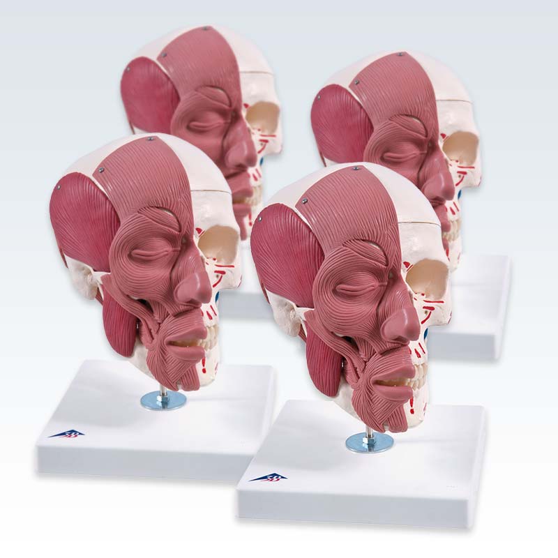 Skull with Facial Muscles Model Set of 4