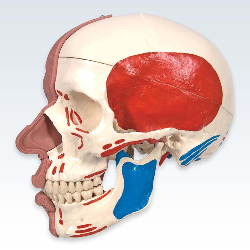 Skull with Facial Muscles Model Lateral