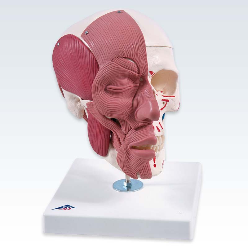 Skull with Facial Muscles Model