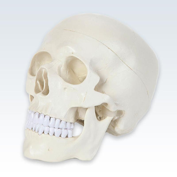 Life-Size Human Skull Model Quarter View
