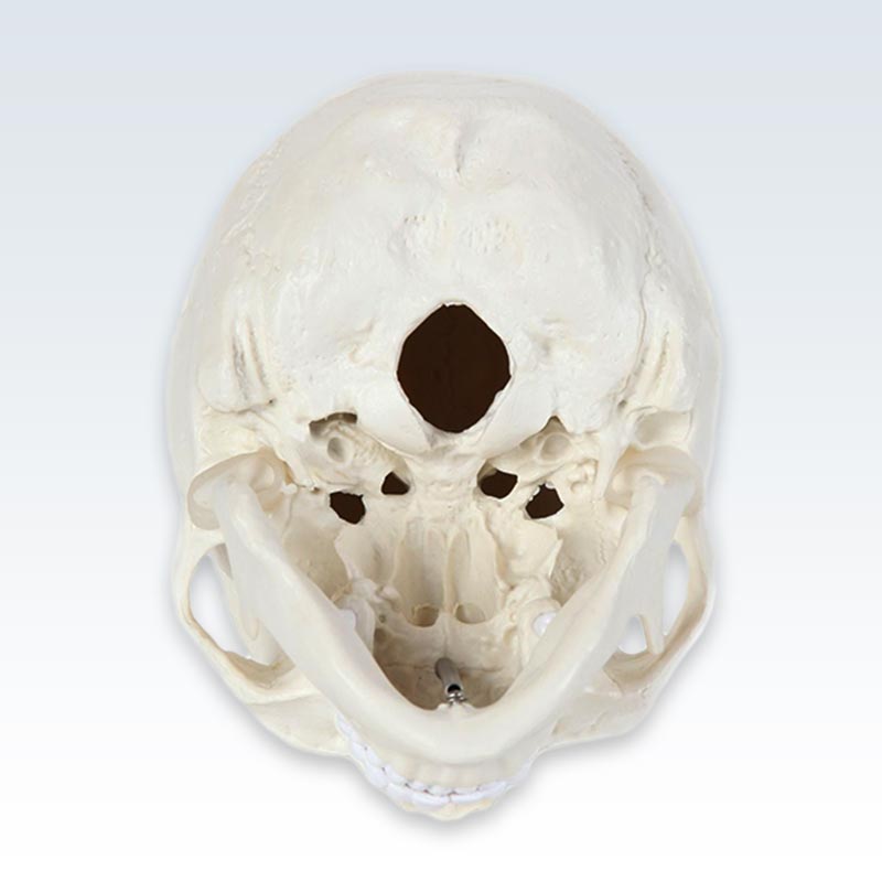 Life-Size Human Skull Model Bottom