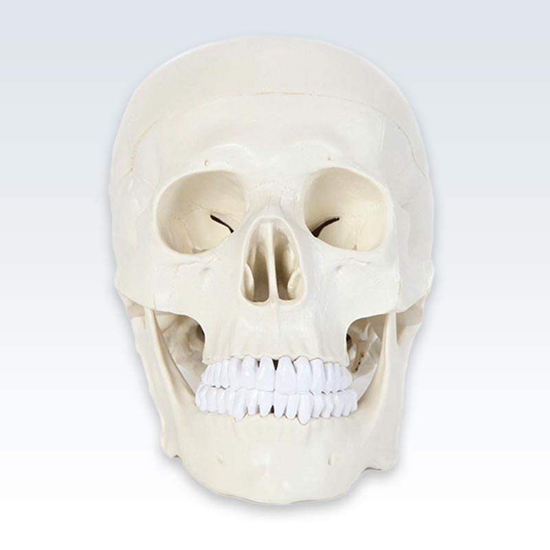 Life-Size Human Skull Model Anterior