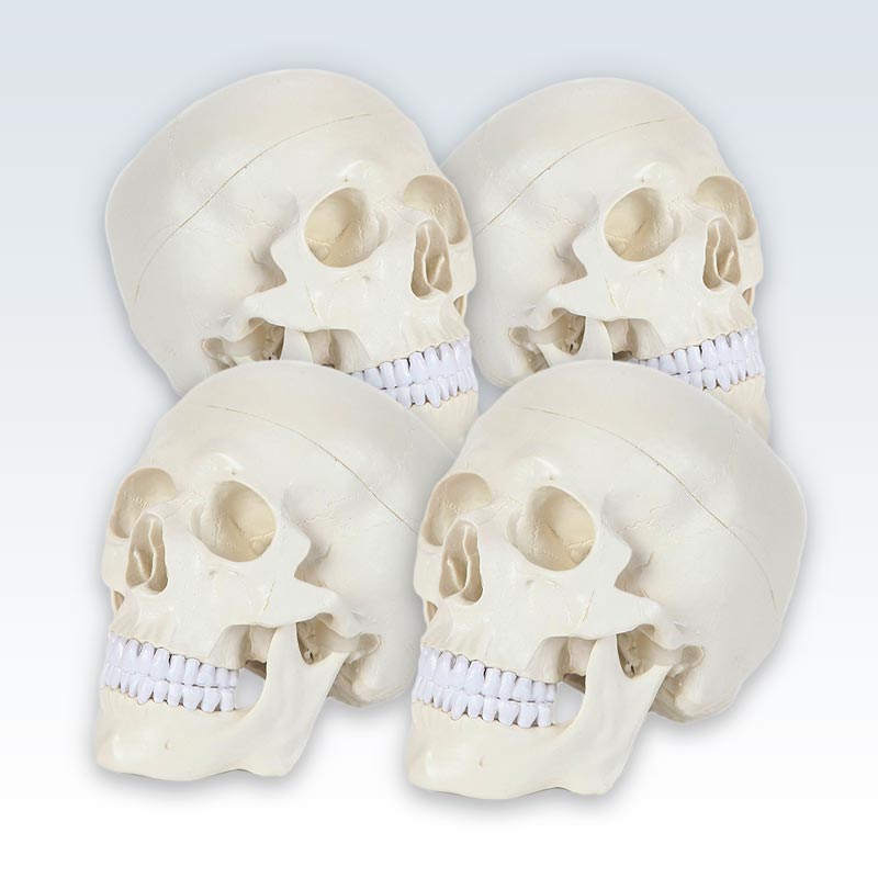 Life-Size Human Skull Model Set of 4