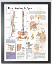 Understanding the Spine Exam-Room Anatomy Poster