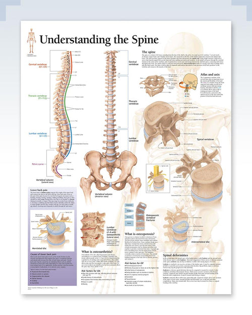 Understanding the Spine Exam-Room Anatomy Poster | ClinicalPosters