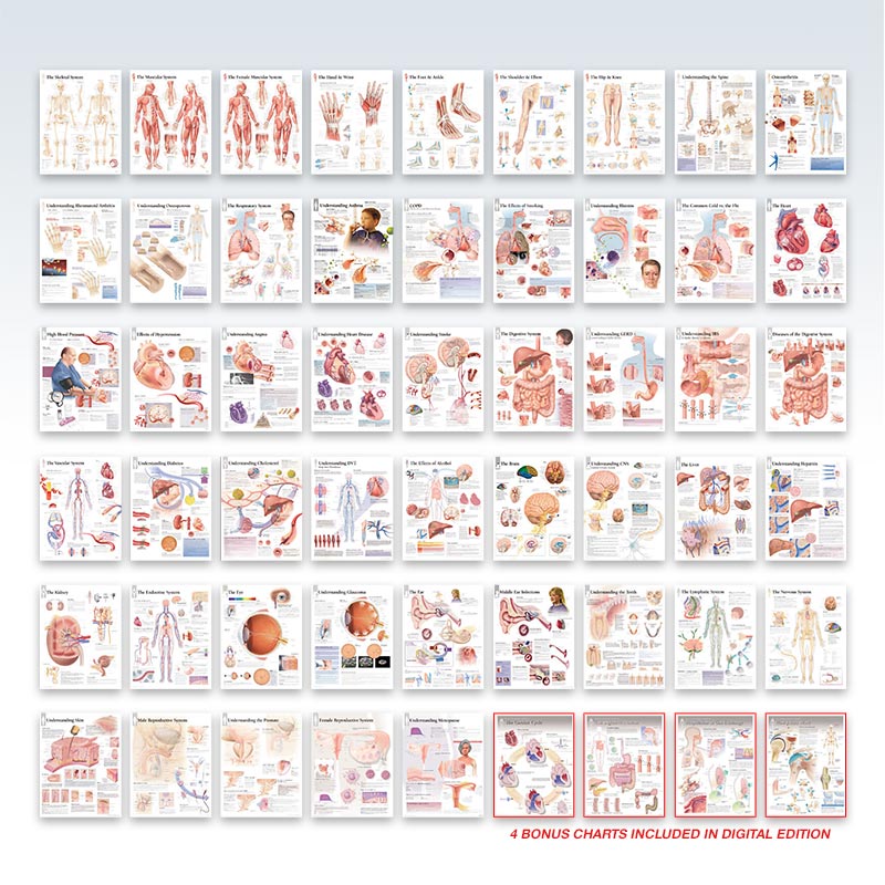 Digital Portfolio of Human Anatomy and Pathology Pages