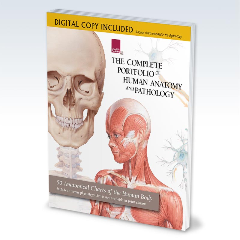 Digital Portfolio of Human Anatomy and Pathology