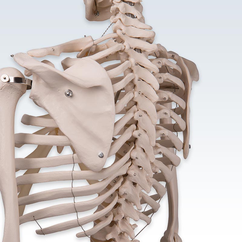 Stan Human Skeleton Model Back