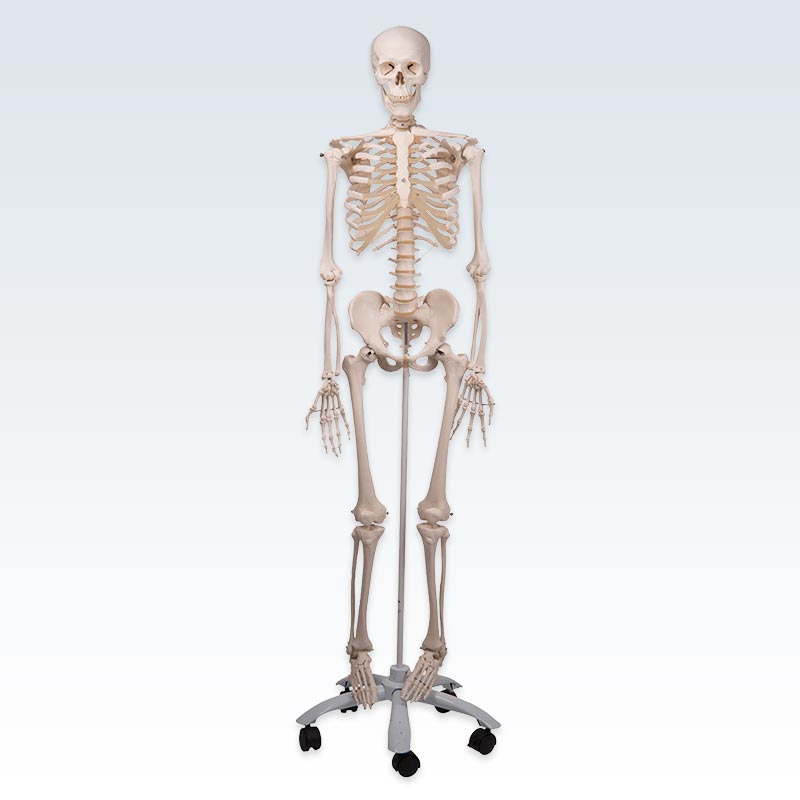 Stan Human Skeleton Anatomical Model