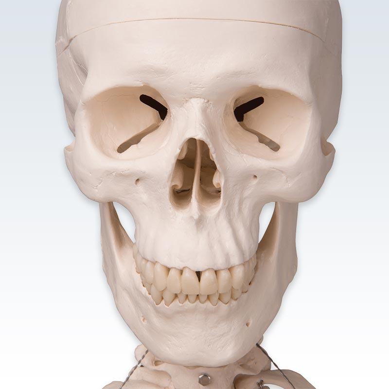 Stan Human Skeleton Model Skull
