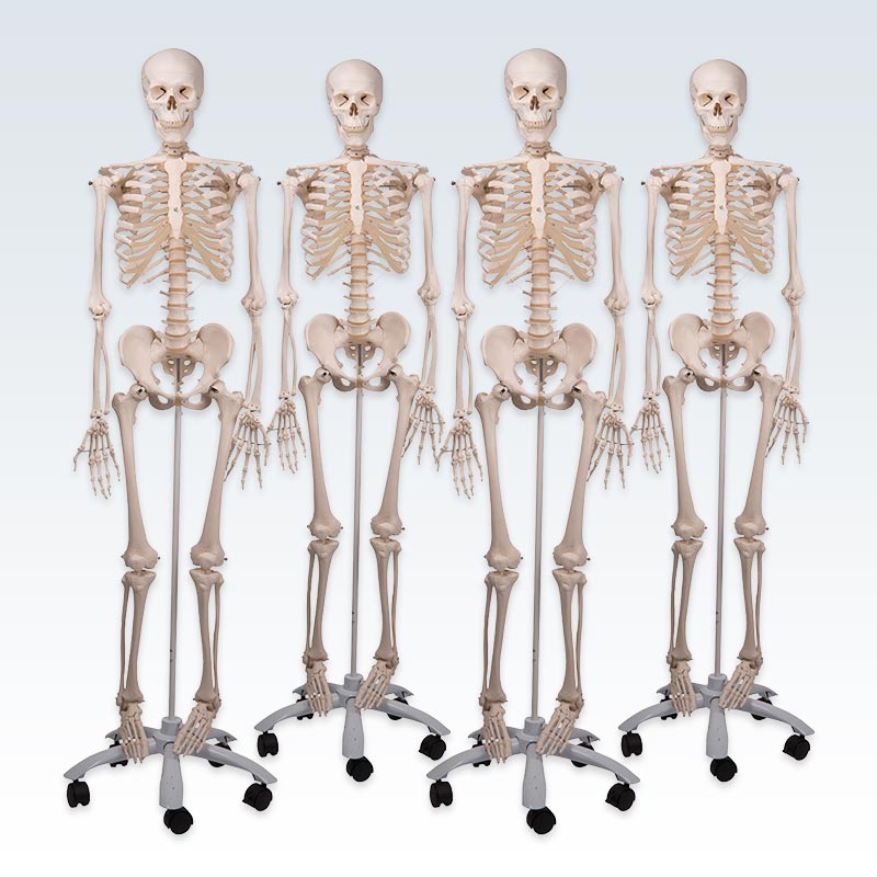 Stan Human Skeleton Set of 4 Models