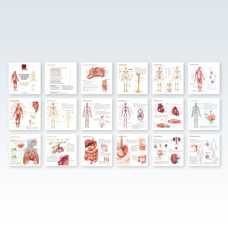 Body Systems Pyramid Systems of the Human Body Spiral Flip Chart | ClinicalPosters