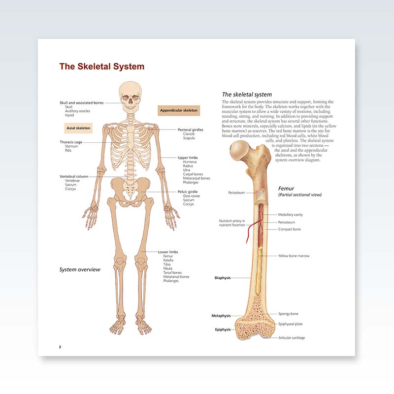 Systems of the Human Body - Skeletal