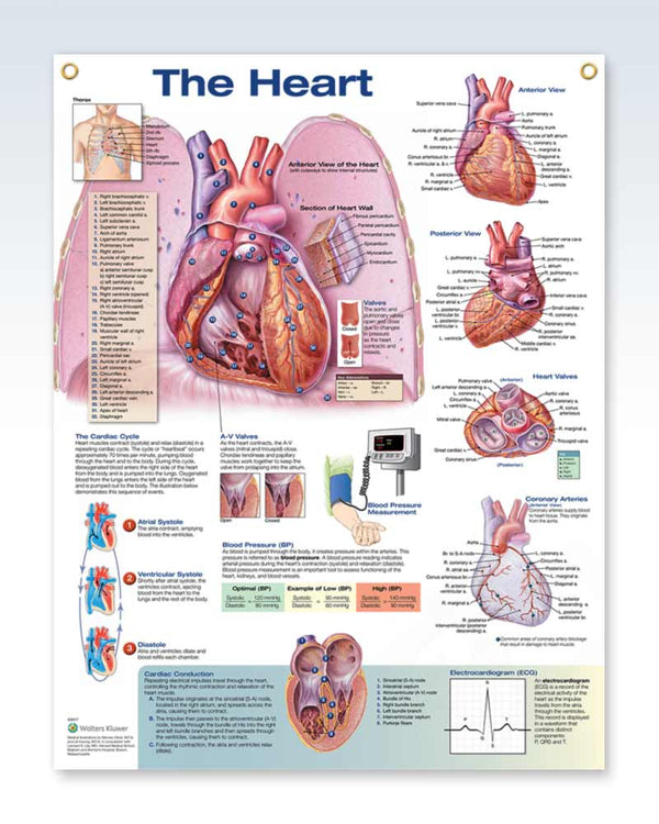 The Heart Exam Room Anatomy Posters | ClinicalPosters