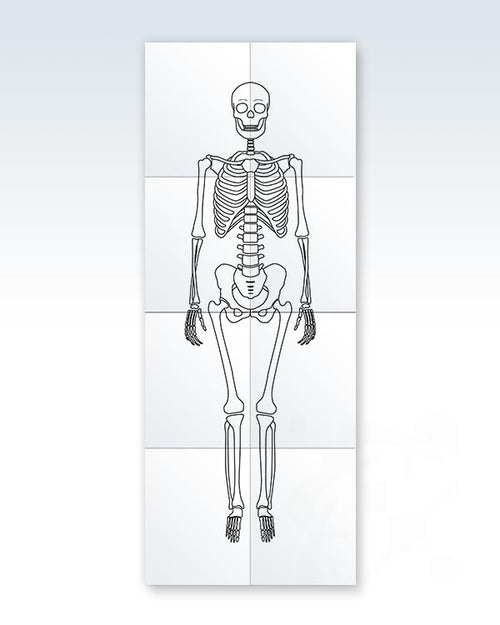 Printable Adult Human Skeleton 17x44 | ClinicalPosters