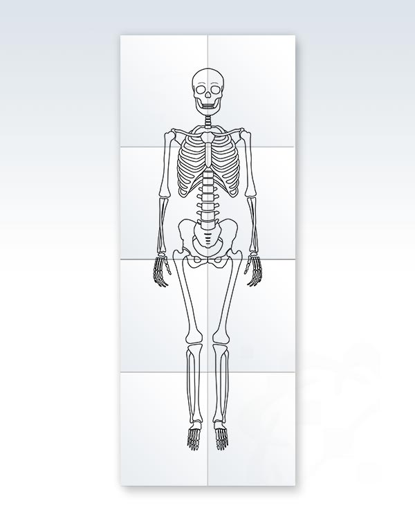 Printable Human Skeleton