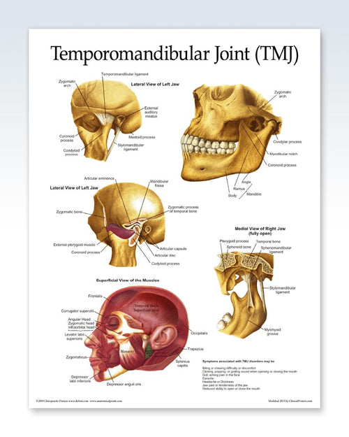 Printable Tmj Ruler Temporomandibular Joint Chart 8.5x11 | ClinicalPosters