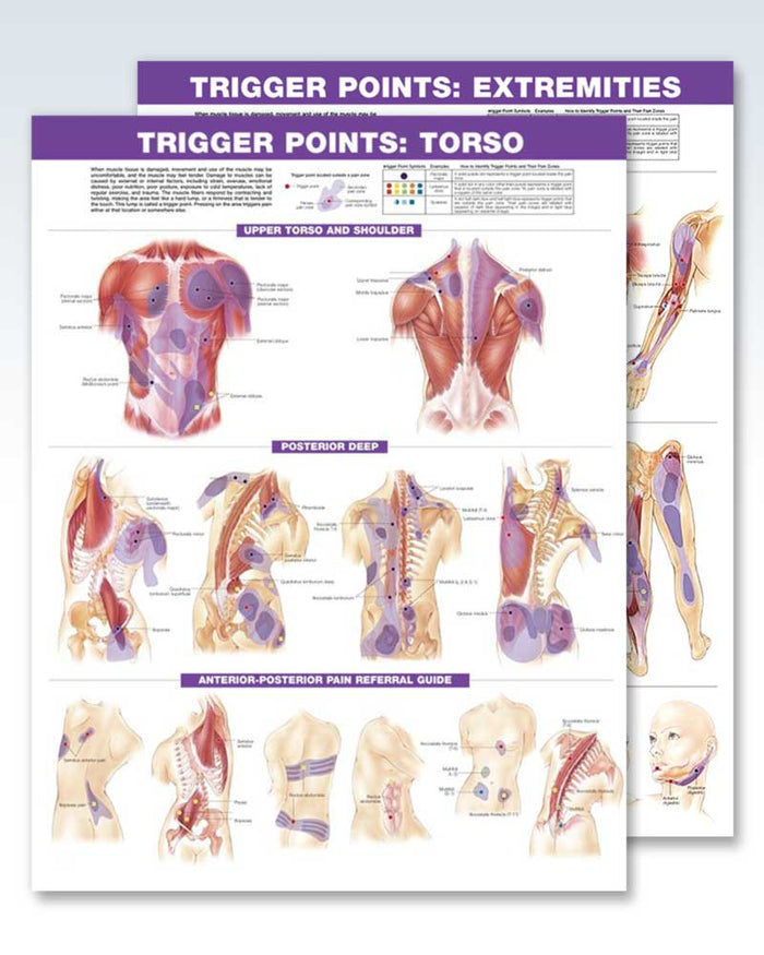 Quick Study Trigger Point Laminated Trigger Points Set Anatomy Posters | ClinicalPosters