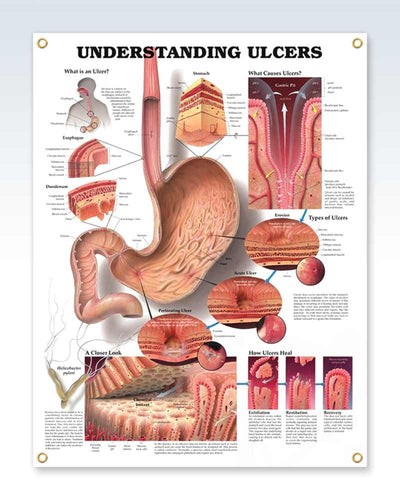 Gastroenterologist Medical Anatomy Posters | ClinicalPosters