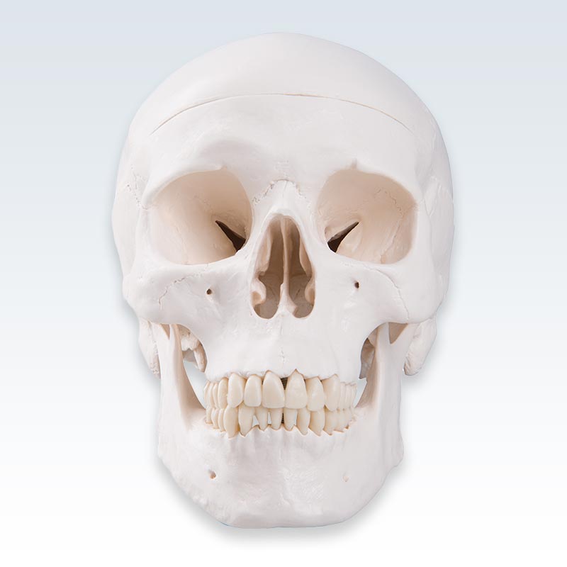 3-Part Human Skull Model Anterior