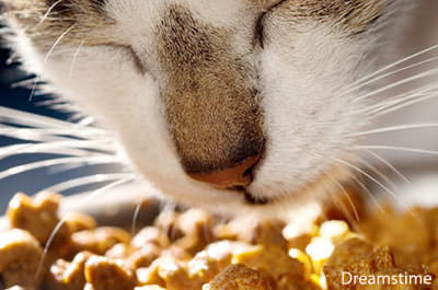 Finicky cat